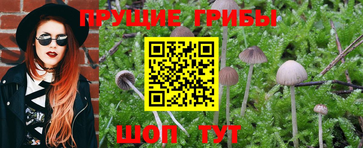 Галлюциногенные грибы Psilocybe Кириши